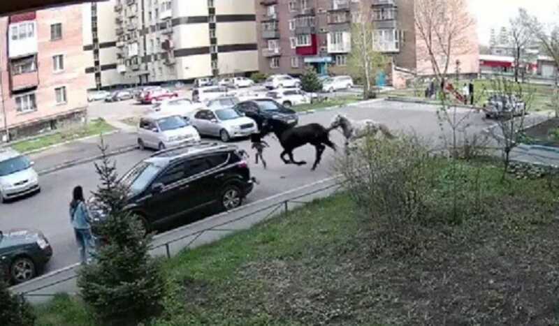 В Новокузнецке лошади сбежали с выпаса и травмировали ребенка